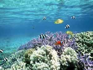 Египет коралловый риф